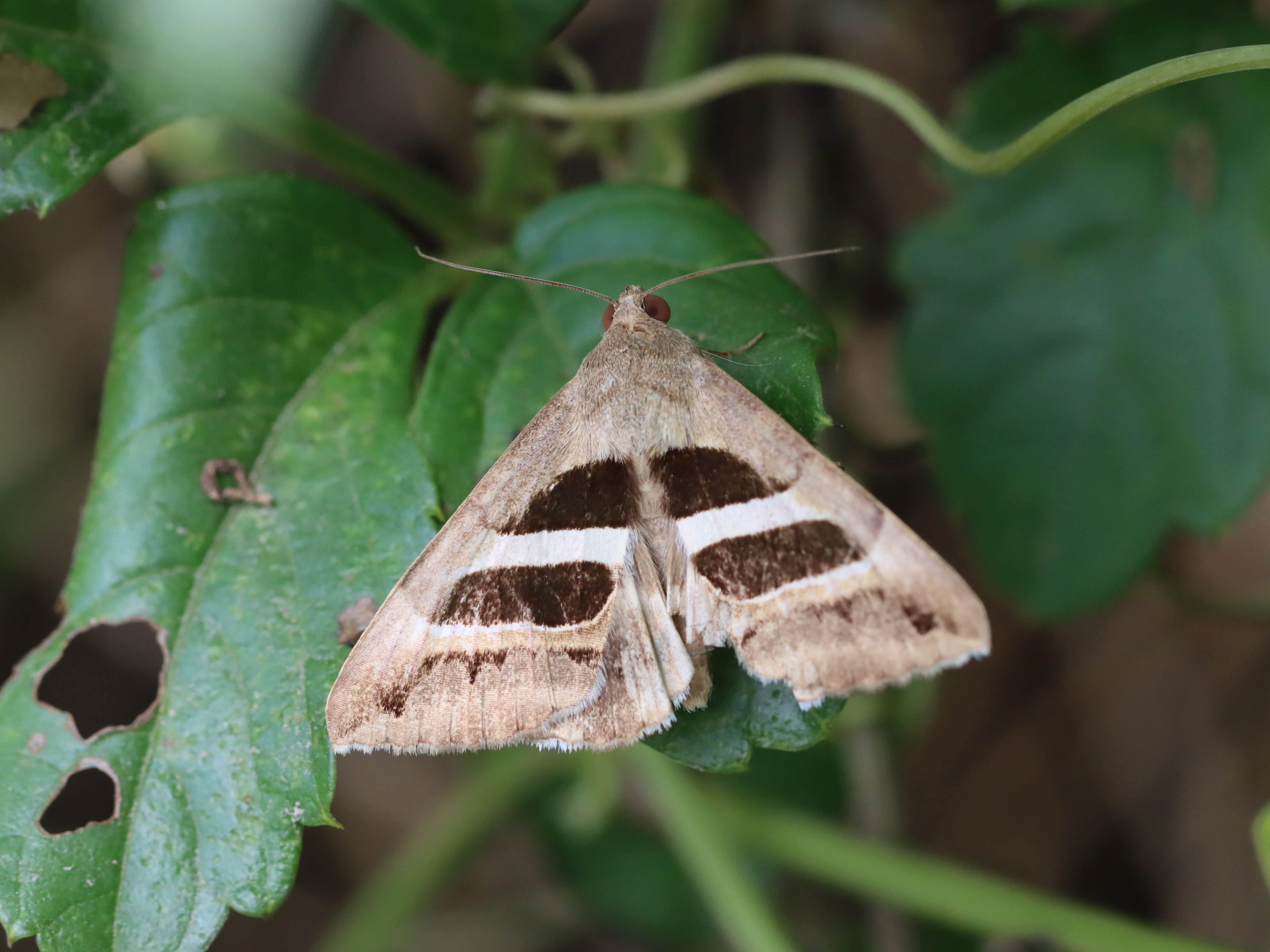 ナカグロクチバ